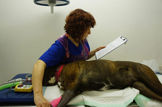 vet nurse and dog under anaesthetic oak house vets nottingham