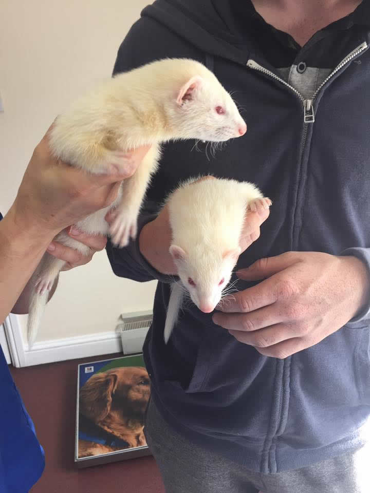 ferrets at oak house vets nottingham in owners arms