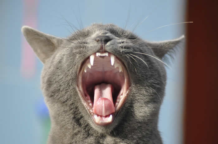 yawning cat in nottingham 