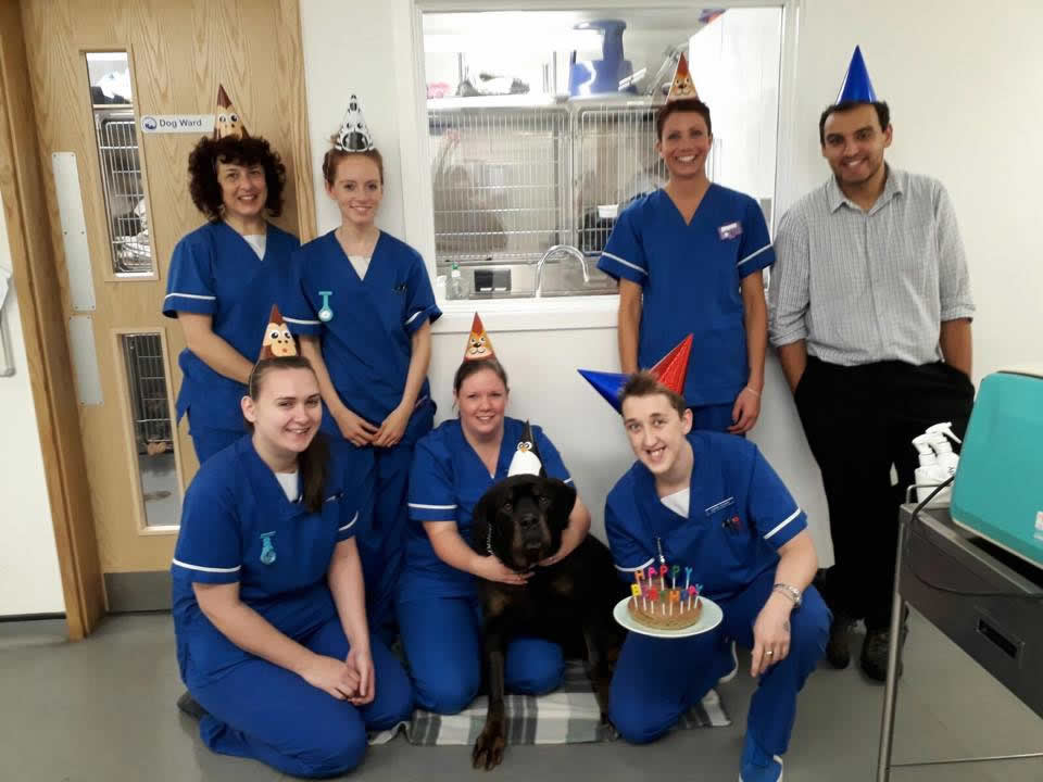 dog & staff oak house vets nottingham with cake