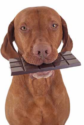 chocolate and dog