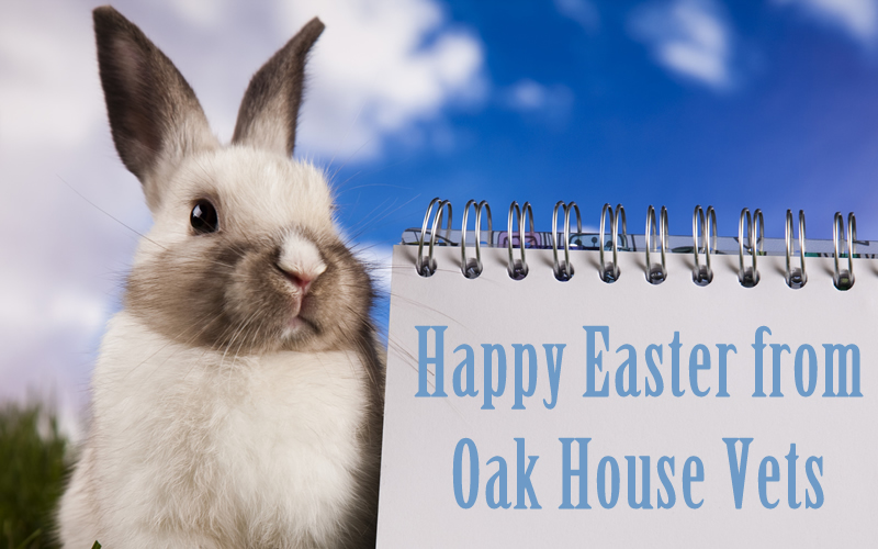 Rabbit at Oak House Vets