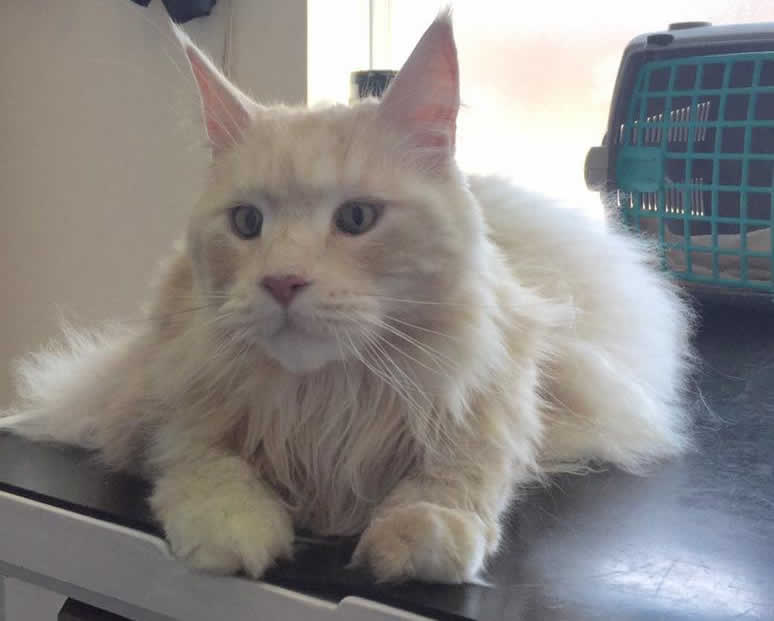 Is Milo our biggest cat ? He is a beautiful Maine Coon weighing in at 10kg and is nearly 3 foot long from nose to tail!