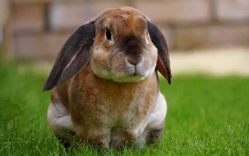 rabbit on the grass