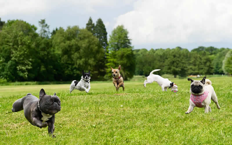 dogs running in the park