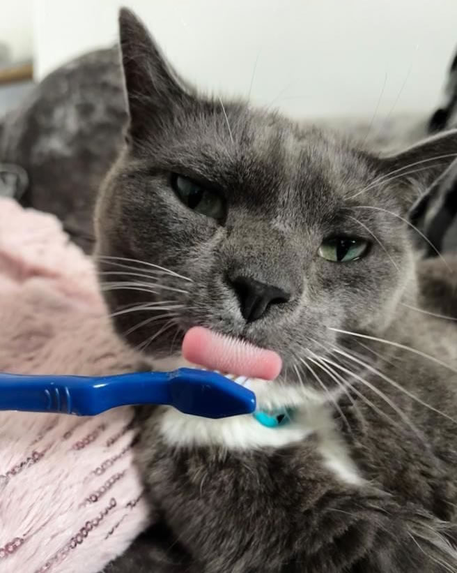 Brushing teeth cat Oakhouse Vets