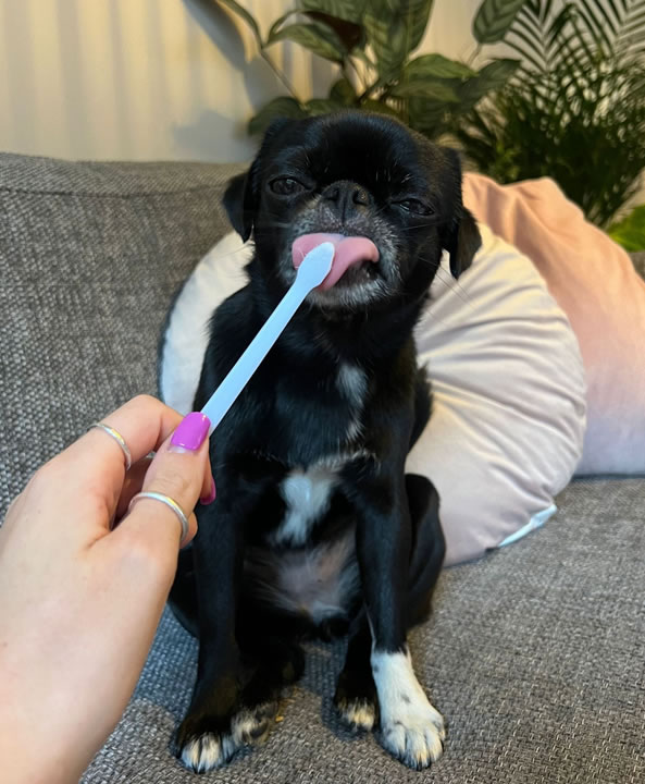 Brushing teeth dog Oakhouse Vets