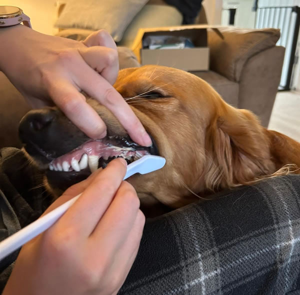 Brushing teeth dog Oakhouse Vets