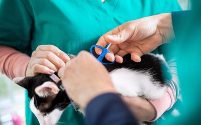 Microchipping of Cats